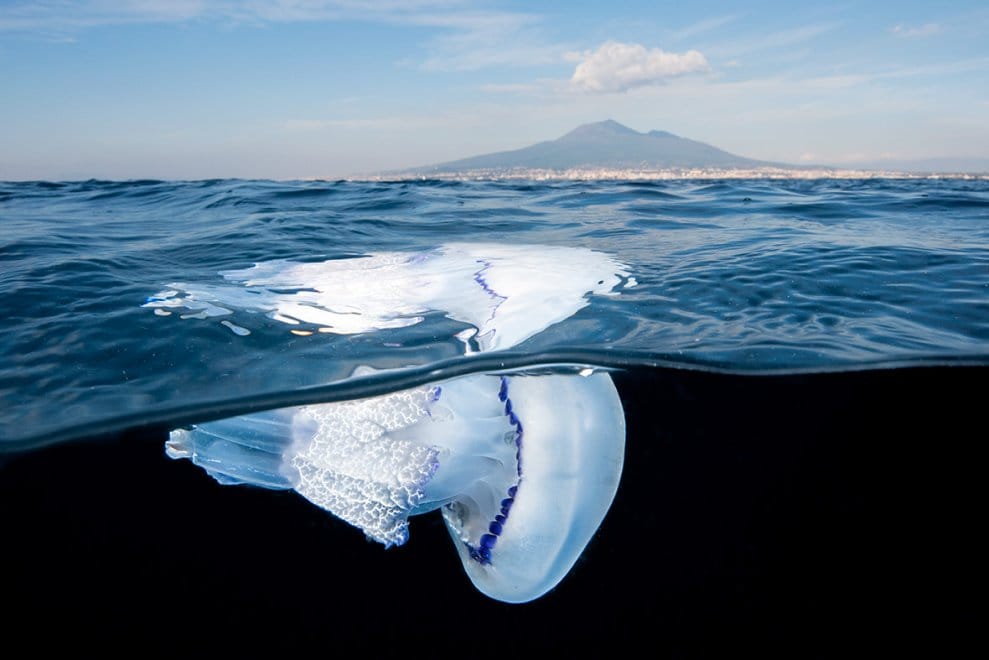 La medusa e il Vesuvio: cartolina da Castellammare di Stabia