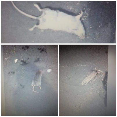 C.mare di Stabia: topi morti sulla spiaggia. Biglietto da visita indecoroso per la città