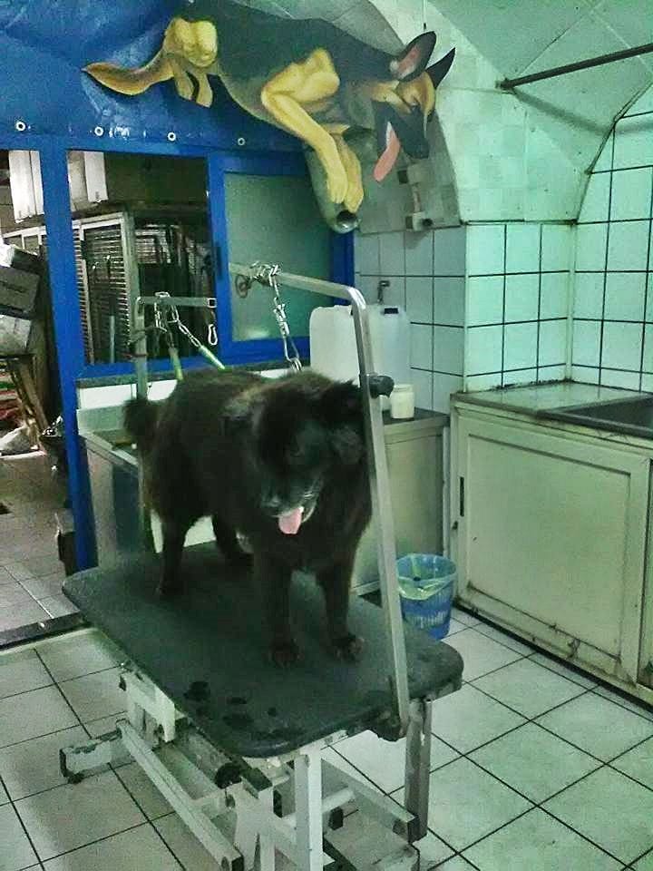C.mare di Stabia riaprono le toelettature per gli animali