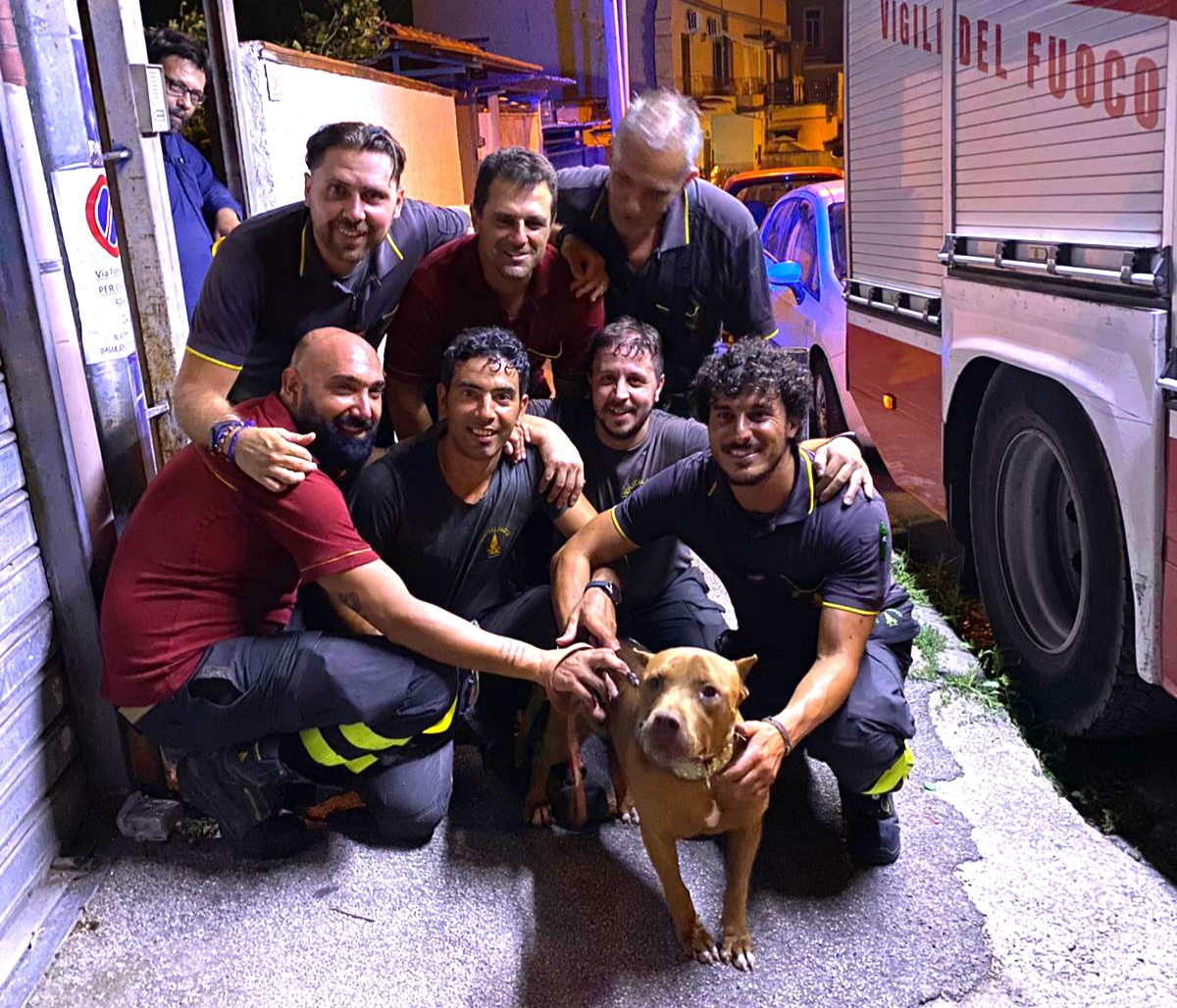 C.mare di Stabia, cane cade in un burrone salvato dai pompieri Cane