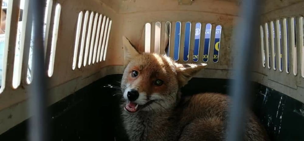 San Valentino Torio, la volpe Foxy, picchiata brutalmente, riconquista la libertà