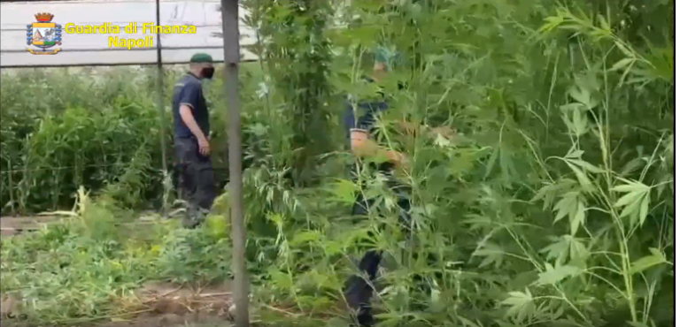 Coltiva 400 piante di marijuana in una serra: denunciato 46enne di Lettere
