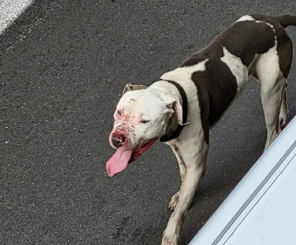 Castellammare : pitbull aggredisce passanti e un cane, che muore poco dopo