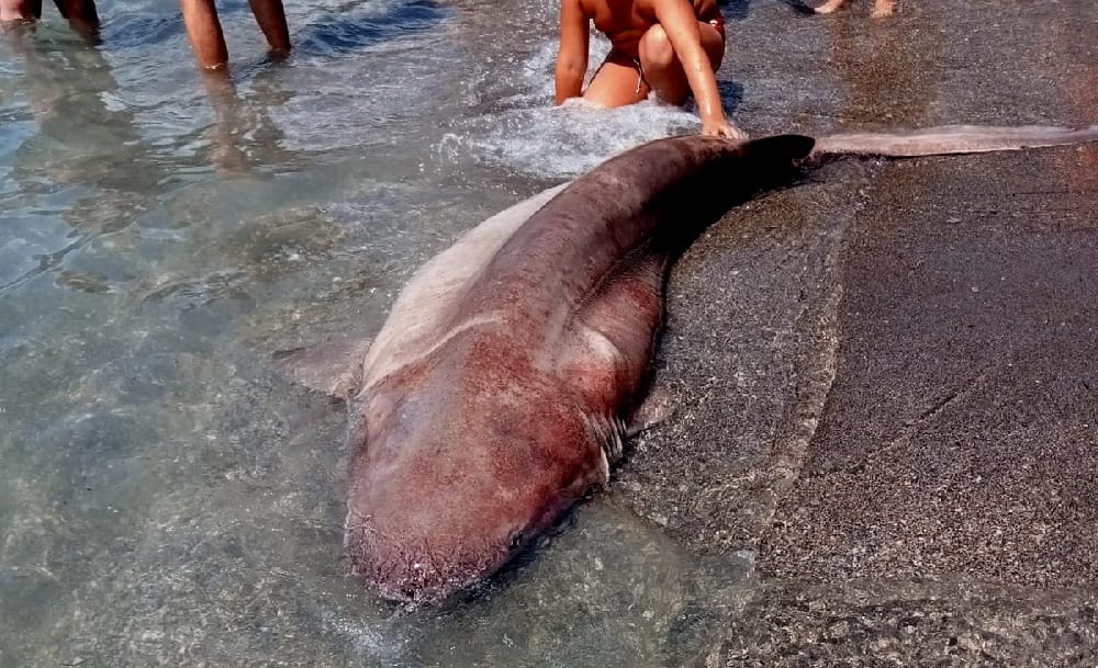 Salerno, trovato squalo spiaggiato a Baia squalo