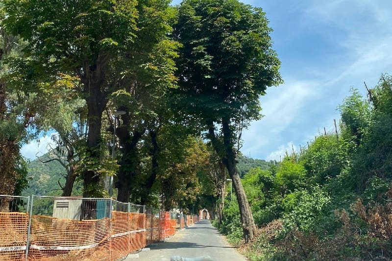 Castellammare: protesta contro il taglio degli alberi secolari alla Reggia
