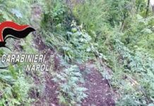 Castellammare di Stabia, rinvenuta piantagione marijuana in terreno demaniale Castellammare di Stabia, servizio a largo raggio “Continuum Bellum 2” volto al contrasto del traffico di stupefacenti.