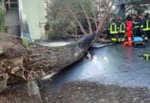 Albero crollato all’università di Fisciano: si aggrava uno degli studenti Cade albero all'Università di Fisciano: cinque feriti